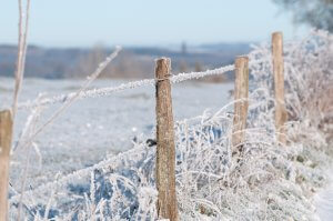 A fence covered in frost